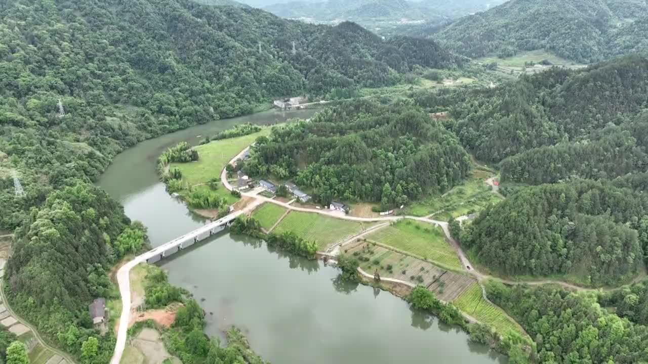 林下种黄精 青山变金山