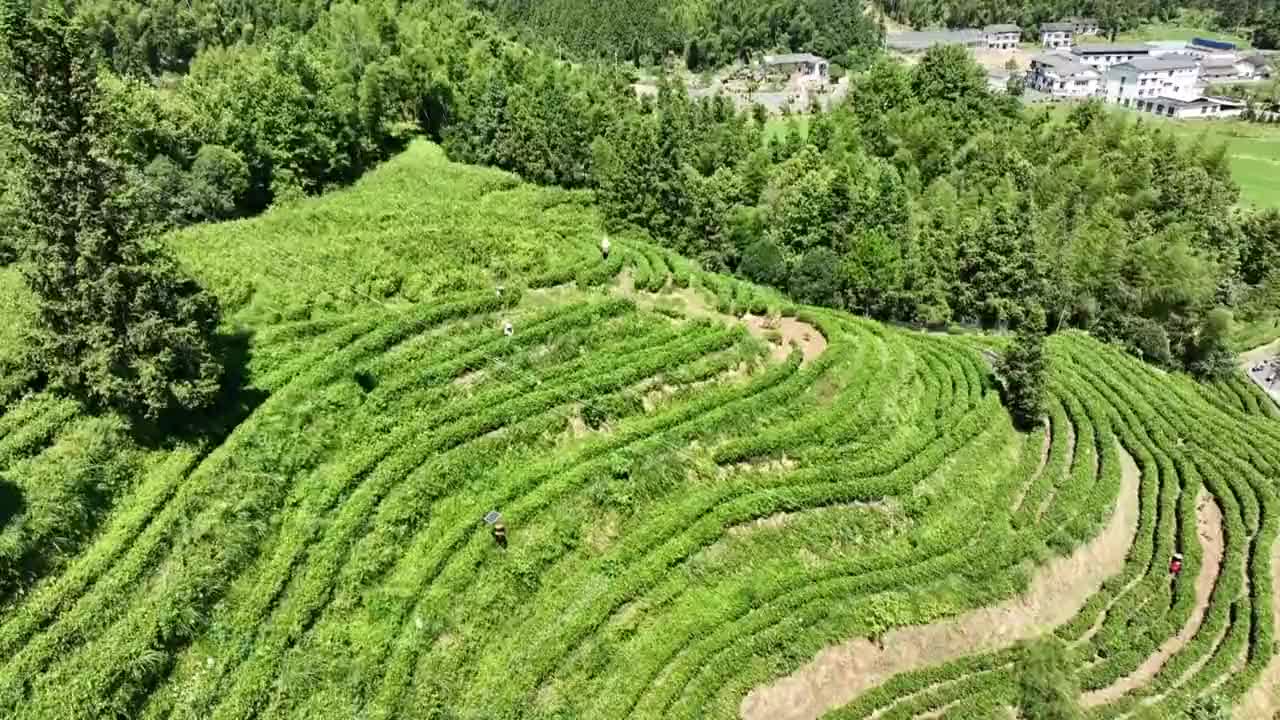 夏茶采收加工忙 漫山“绿叶”变“金叶”