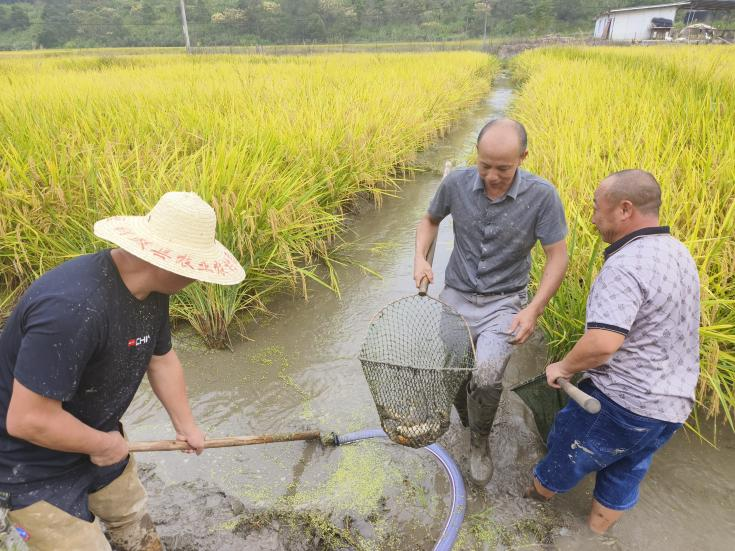 排埠镇曾溪村：稻田养鱼迎来丰收季